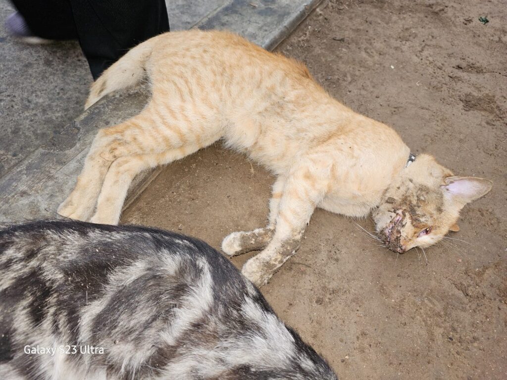 Envenenan a gatitos en condominio Villa Santa Clara en Ate 36 ate noticias gatitos