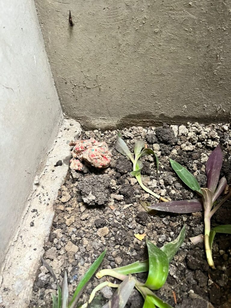 Envenenan a gatitos en condominio Villa Santa Clara en Ate 37 ate noticias gatos envenenados