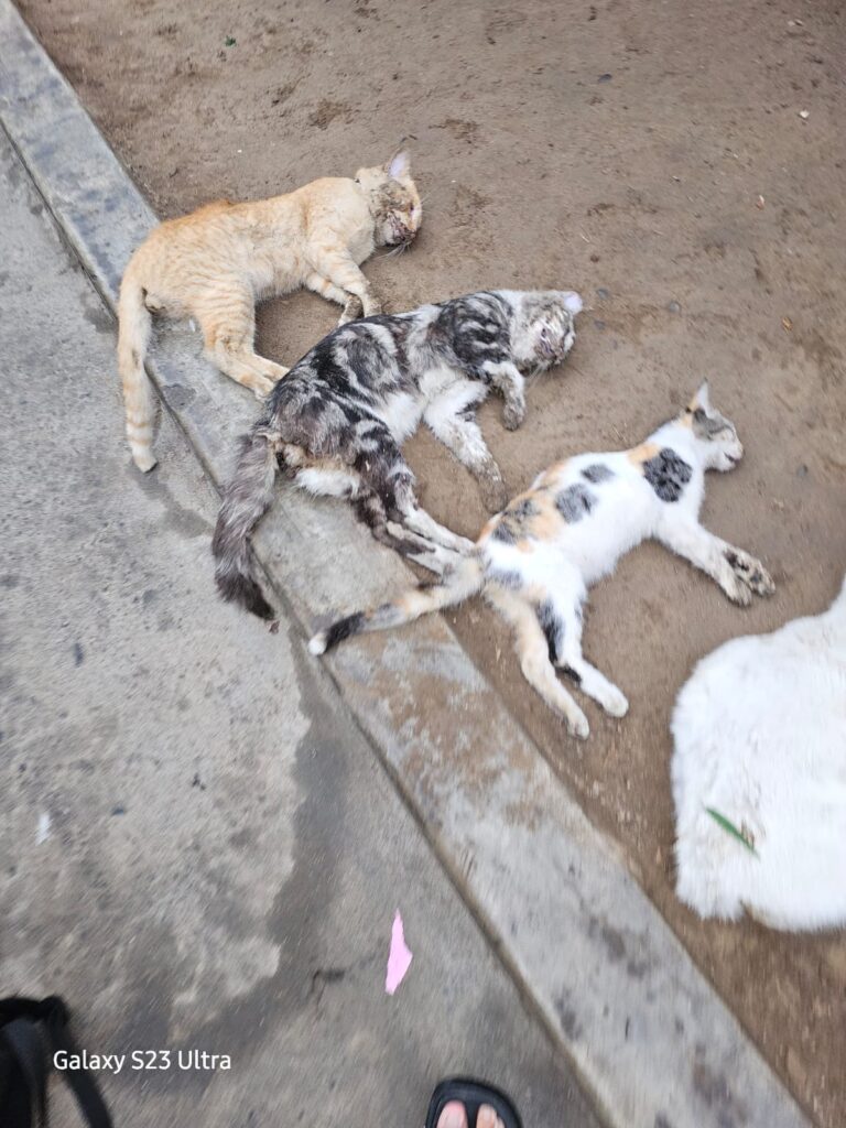 Envenenan a gatitos en condominio Villa Santa Clara en Ate 35 gatos envenenados