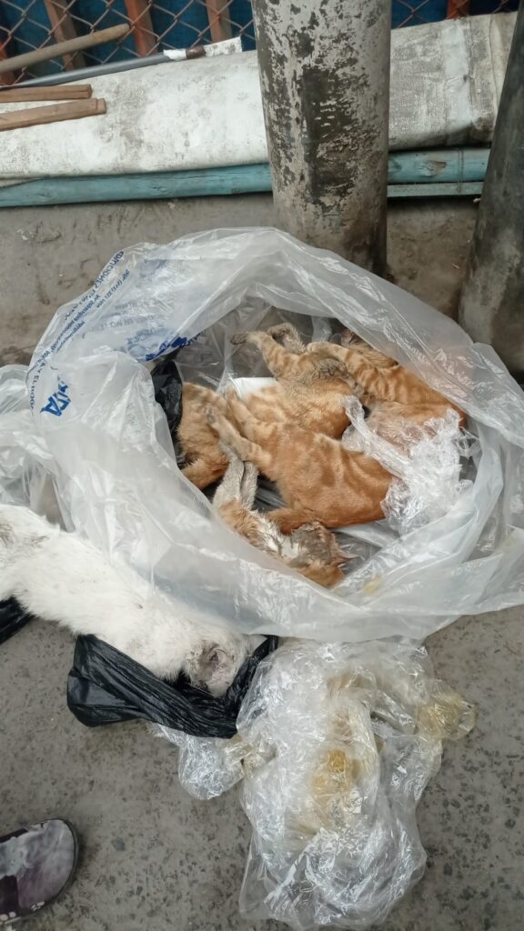 Ate: Matan decenas de gatos en Feria Expomuebles de Barbadillo 23 gatos envenenados por janeth Romero segovia