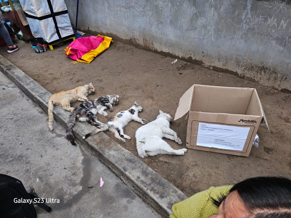 Envenenan a gatitos en condominio Villa Santa Clara en Ate 34 gatos muertos ate veneno vitarte