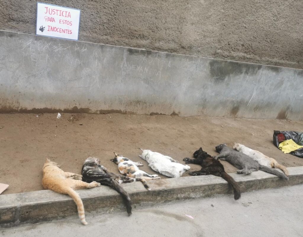 Envenenan a gatitos en condominio Villa Santa Clara en Ate 38 matan gatitos ate veneno